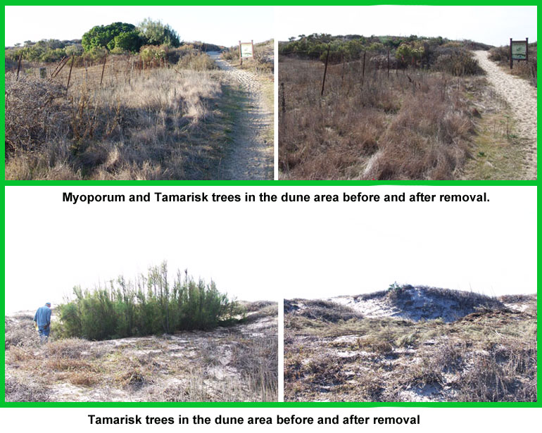 CIR invasive tree removal at Coal Oil Point Reserve