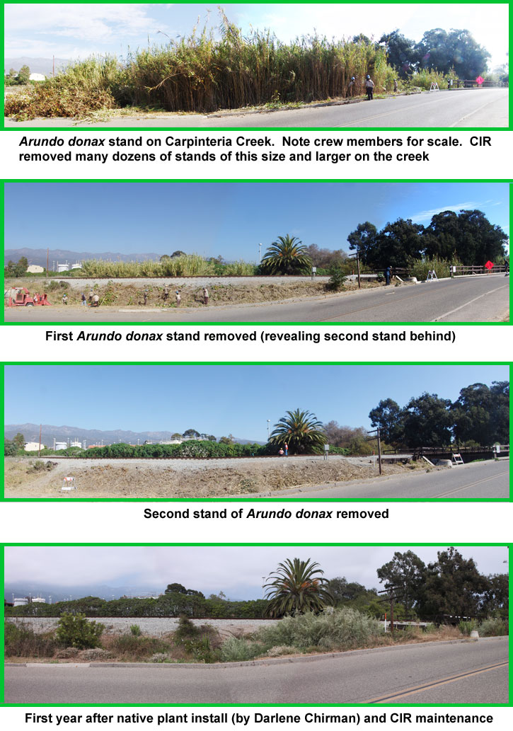 Carpinteria Creek Restoration, Arundo donax removal by Channel Islands Restoration