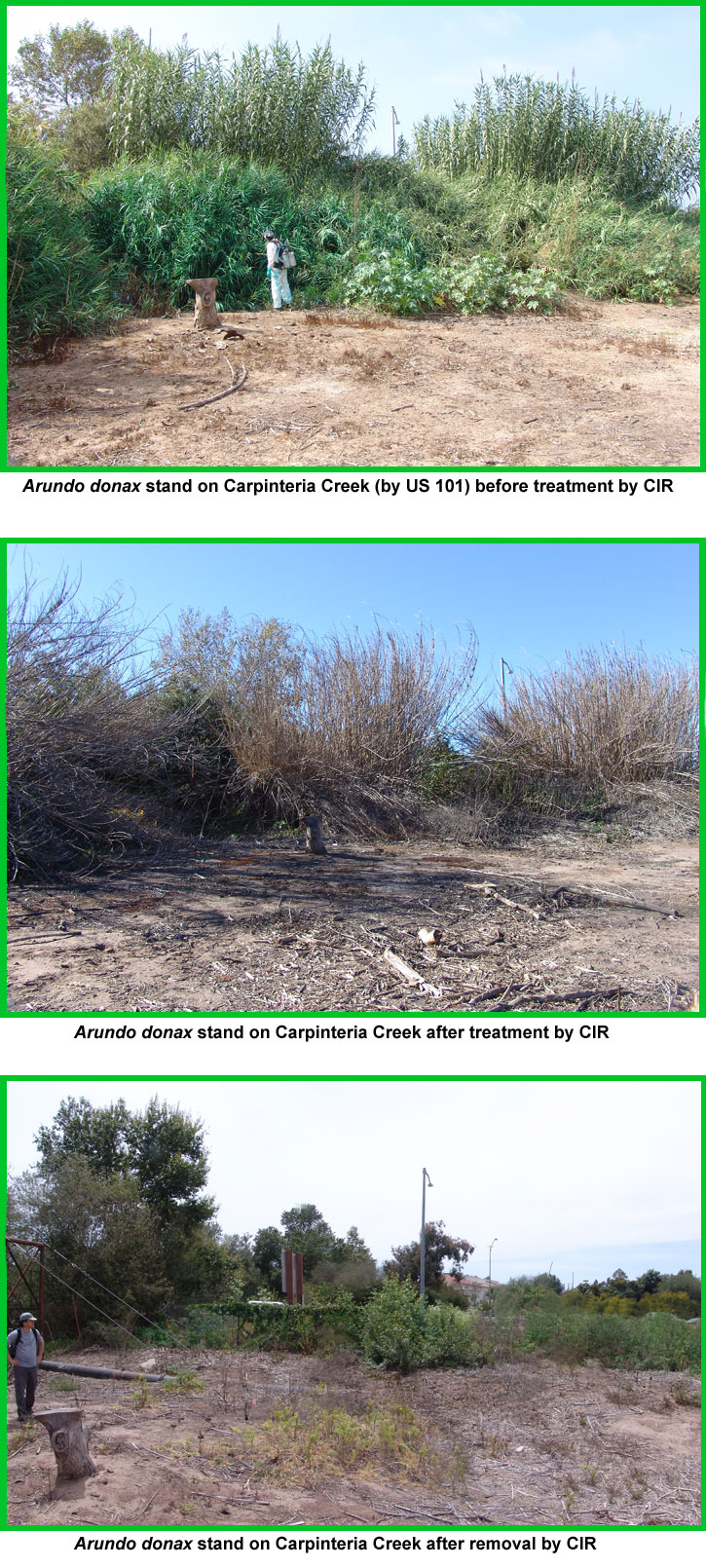 Carpinteria Creek Restoration, Arundo donax removal by Channel Islands Restoration