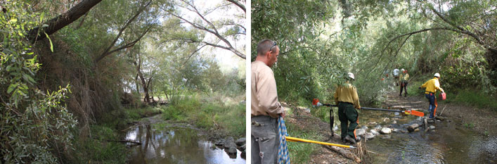 Santa Ynez River Arundo Eradication