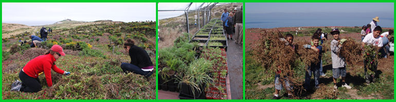 Volunteers on Anacapa Island