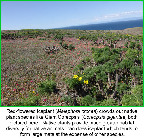 Red-flowered iceplant (Malephora crocea) growing on Anacapa Island
