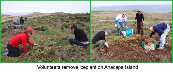 Volunteers remove iceplant on Anacapa Island