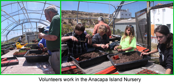 Volunteers work in the Anacapa Island Nursery