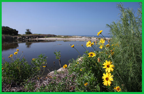 CIR Carpinteria State Beach Iceplant Removal Project