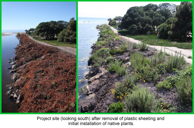 CIR Carpinteria State Beach Iceplant Removal Project