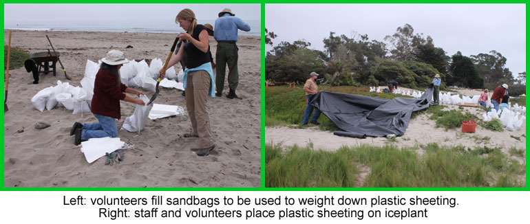 CIR Carpinteria State Beach Iceplant Removal Project