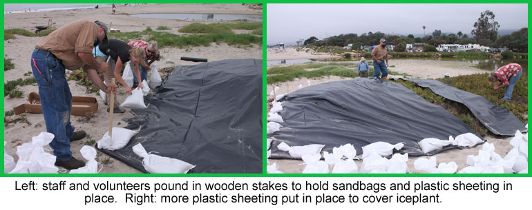 CIR Carpinteria State Beach Iceplant Removal Project