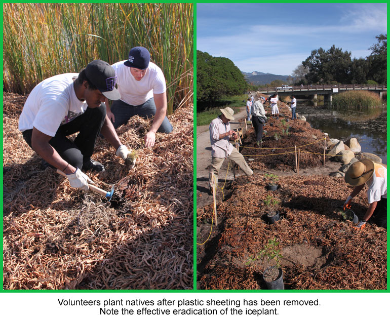 CIR Carpinteria State Beach Iceplant Removal Project