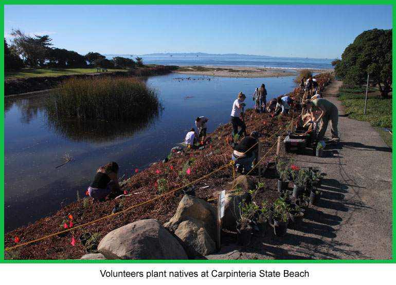 Volunteers plant natives at Carpinteria State Beach