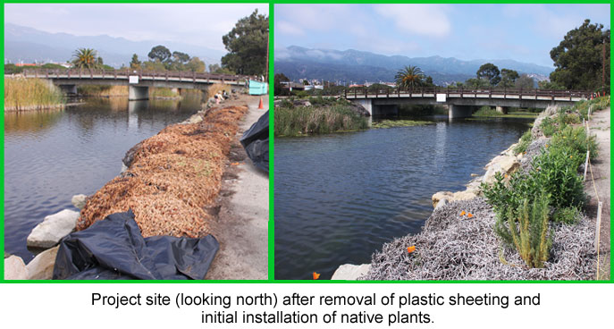 CIR Carpinteria State Beach Iceplant Removal Project