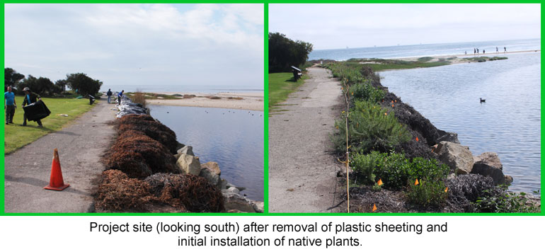CIR Carpinteria State Beach Iceplant Removal Project