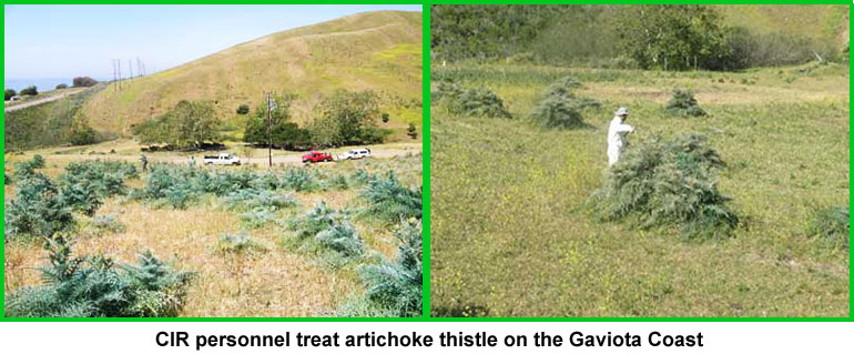 CIR's Artichoke thistle project on the Gaviota Coast