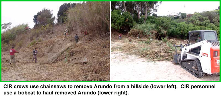 Channel Islands Restoration Lookout Park Arundo removal project
