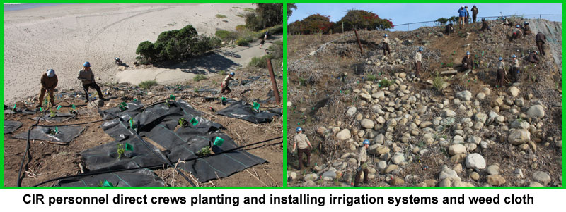 Channel Islands Restoration Lookout Park Arundo removal project