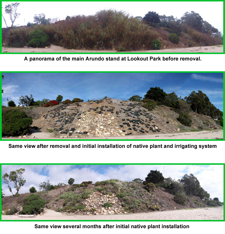 Channel Islands Restoration Lookout Park Arundo removal project