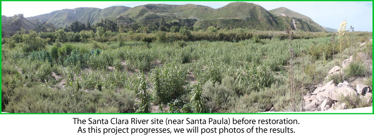 CIR Arunto Removal Project Santa Clara River, City of Santa Paula