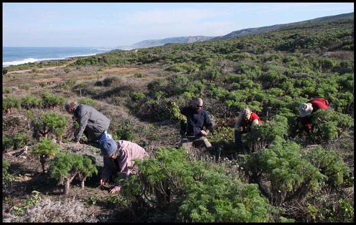CIR Volunteers work on San Nicolas Island
