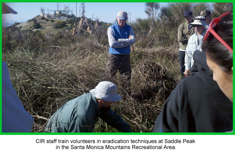 CIR staff train volunteers in eradication techniques at Saddle Peak in the Santa Monica Mountains National Recreational Area.